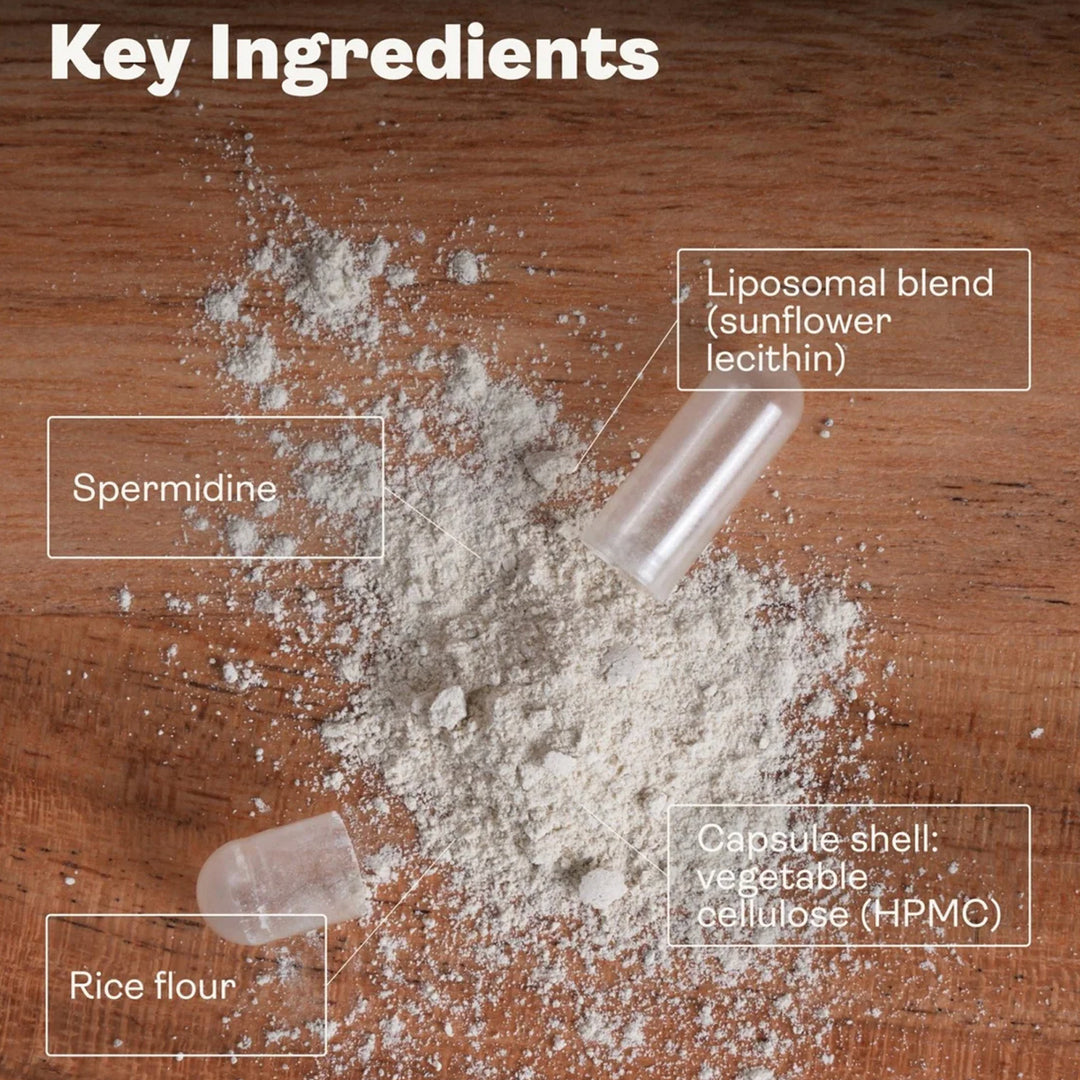 Liposomales Spermidine